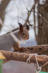 squirrel on a branch