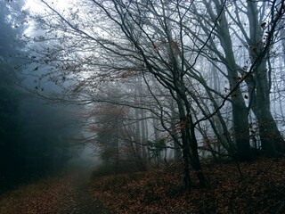 Mglisty las w Beskidach © Jakub