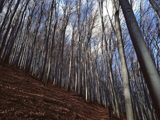 Las Bukowy późną jesienią - Rezerwat przyrody Zasolnica w Beskidzie Małym - obrazy, fototapety, plakaty