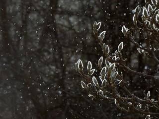 Gałązki Magnolii zimą podczas opadów śniegu