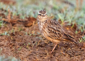 Oriental Skylark in a field