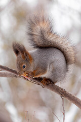 squirrel on a branch