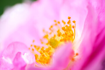 Fototapeta na wymiar Macro of beautiful rose with striking outdoor colors, light and natural textures.