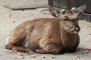 deer in miyajima (japan)