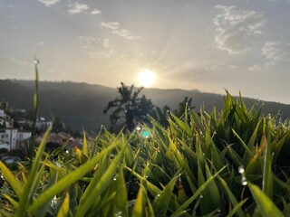 sunrise and nature, green grass