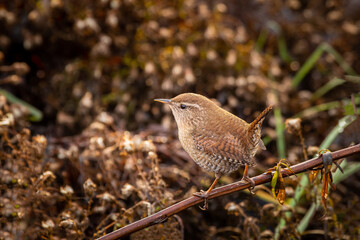 Little bird on branch (lat. Troglodytes troglodytes)