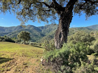 tree and nature in the Benahavis area