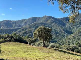 trees and nature in the Benahavis area