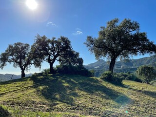 Trees, hills and nature in the Benahavis area