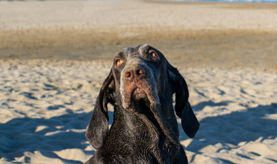 retrato de perro en la arena de la playa  , de raza perdiguero de burgos ,en un bonito día...