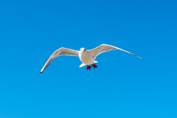 Obraz premium A seagull soars overhead on a clear blue sky day. Seagull on a blue background. view of a seagull on the Black Sea coast in Russia