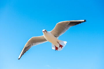 A seagull soars overhead on a clear blue sky day. Seagull on a blue background. view of a seagull on the Black Sea coast in Russia