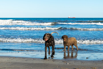 pareja de perros de raza perdiguero de burgos y perro de agua español , jugando en la arena y bañándose en la playa con el mar de fondo ,en un bonito día azul .