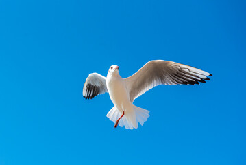 A seagull soars overhead on a clear blue sky day. Seagull on a blue background. view of a seagull on the Black Sea coast in Russia