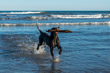 perro de raza perdiguero de burgos, corriendo por el agua de la playa, con un palo en al aboca ,en un bonito día azul .