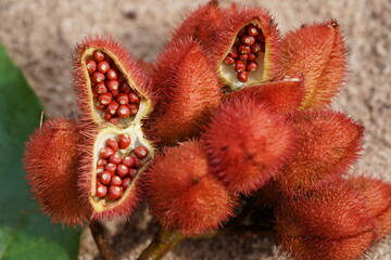 Close up of deep red ripe Urucum seeds (Bixa Orellana, Annatto). The spiky pods contain red, oily seeds that are used as natural food coloring. Alter do Chao, Pará State, Brazil.