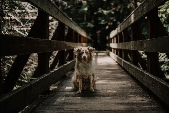 Mini Aussie Loves Exploring