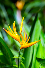 Beautiful blooming Royal Strelitzia against the background of green leaves in a natural environment