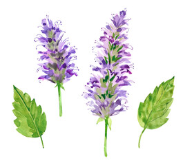 Watercolor hand painted patchouli branch and flowers. Watercolor hand drawn illustration isolated on white background, aromatherapy, essential oils
