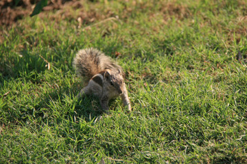 squirrel in new delhi (india) 