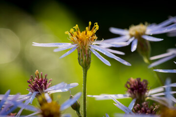 Arctic Asters