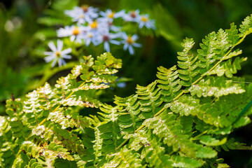 Interrupted Ferns