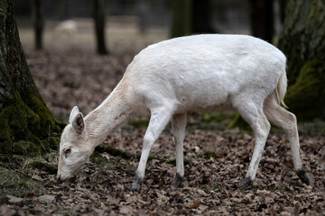 A doe grazes on the edge of the forest in the grass.