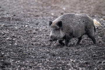 A wild boar in the woods roars with a grouse in the ground.
