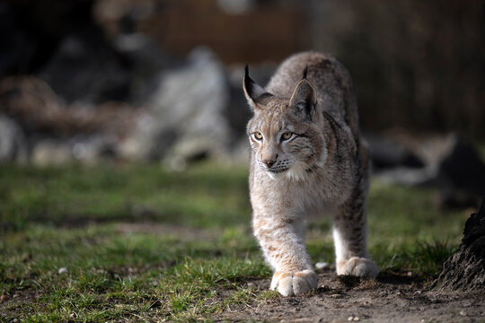 A lynx cub walks alert across a meadow.