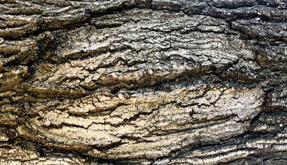 Wood texture macro on tree