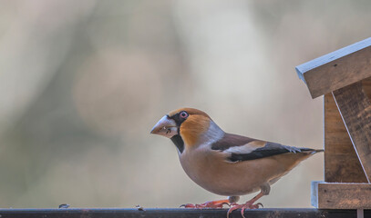 grand bec casse noyau