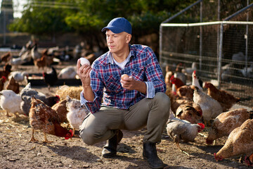 male worker in ecological chicken farm
