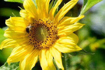 Leuchtend gelbe Sonnenblume, Helianthus annuus blüht in meinem Garten. Sie ist reich an Pollen und Nektar so das Bienen und andere Insektenmsie gerne aufsuchen.