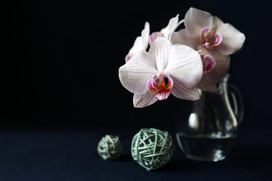 orchid on a blue background