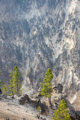 Fototapeta na wymiar Evergreens on the North Rim Trail, Grand Canyon of the Yellowstone, Yellowstone National Park, Wyoming