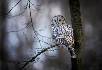 Ural owl ( Strix uralensis ) close up