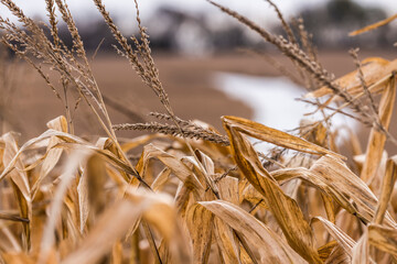Winter Cornfield