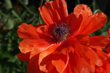Red poppy on a background of green leaves. Red big flower close up. Selective focu