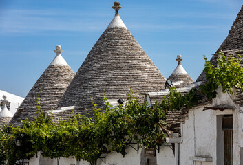 Fototapeta na wymiar Grapevines on the stone roof of Trulli House in Alberobello; Italy. The style of construction is specific to the Murge area of the Italian region of Apulia 