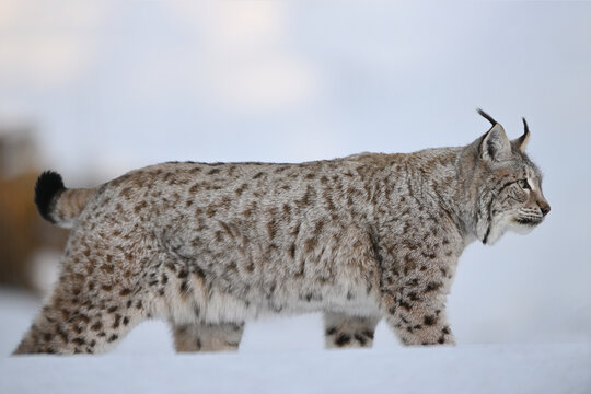 Eurasian lynx in winter snow forest Sumava National Park Kvilda