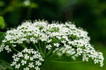 Aegopodium is a perennial herbaceous umbrella plant. White flowers of common goutweed.