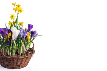 Basket with spring flowers isolated on white background. Wicker basket with crocuses and daffodils.