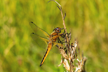 Sympetrum vulgatum - Dragonfly on a stalk of meadow grass. Insects in nature, summer time.