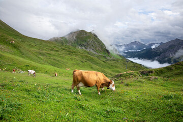 Fototapeta na wymiar cow herd grazing on alpine pasture