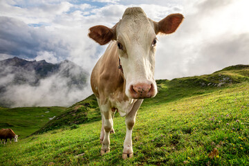 Fototapeta na wymiar cute milk cow close up on alpine pasture