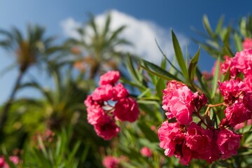 Flowering shrubs in Mallorca. Wonderful sunny weather, atmosphere.