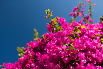Flowering shrubs in Mallorca. Wonderful sunny weather, atmosphere.