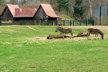 Zebra stepowa. Zebry w oliwskim zoo. 