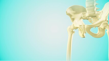 Medical animation of the pelvis bone