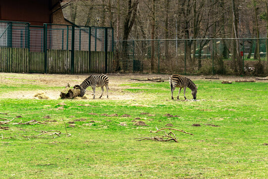Zebra stepowa. Zebry w oliwskim zoo. 